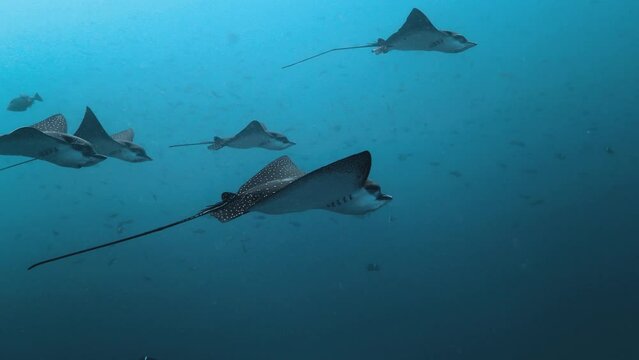 Slow motion shot of a group of spotted eagle ray fish swimming.