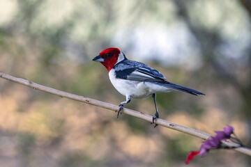 A Red-cowled Cardinal  also know as Cardeal perched on the branches of a tree. Species Paroaria dominicana. Animal world. Birdwatching. Birdlover