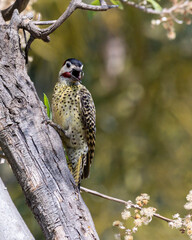 A  Green-barred woodpecker also know as Pica-pau or Carpintero perched on the branch. Species Colaptes melanochloros. Birdwatching. Birding. Bird lover.