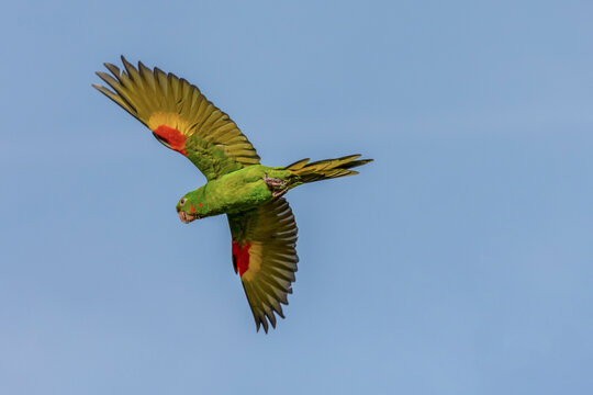 The flight of the White-eyed Parakeet also know Maritaca. Species Psittacara leucophthalmus. Colored feathers. Animal world. Bird lover. birding. Birdwatcher.