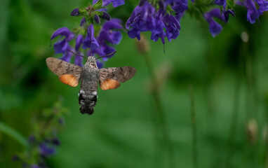 Taubenschwänzchen (Macroglossum stellatarum) Falter vor Salbeiblüten schwebend