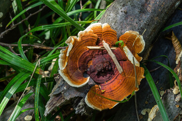 Anise mazegill, a brown rot fungus, Gloeophyllum odoratum