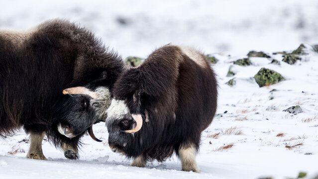 Two musc oxen with their head about to lock