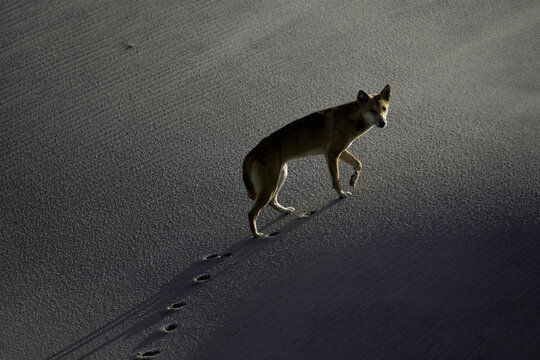 Dingo smelling for food, Tukkee Sandblow, Fraser Island, Australia.