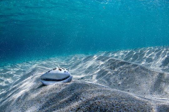 An underwater picture of a cowrie shell sitting on the sand bed.