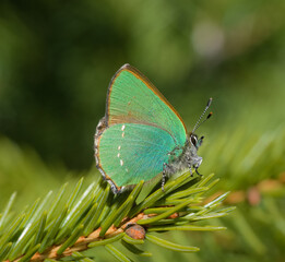 Nahaufnahme des schönen grünen Zipfelfalter (Callophrys rubi) an der Spitze eines Tannenzweigs