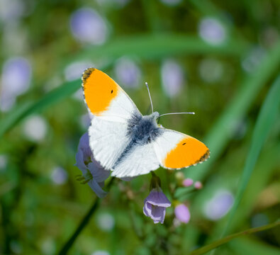 Aurorafalter (Anthocharis cardamines) auf Wiesenschaumkraut sitzend