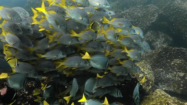 Beauteous deep ocean view of a group of yellow tailed grunt fish.