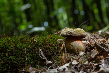 Boletus erythopus or Neoboletus luridiformis mushroom in the forest growing on green grass and wet...
