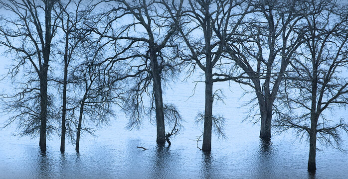 Spring floods surround leafless elm trees