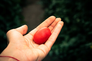 The hand of a farmer with Italian red tomatoes on the blurred green bokeh background.