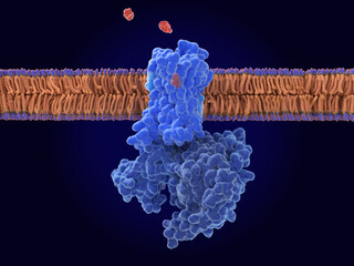 Morphine bound to mu-opioid receptor