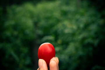 The hand of a farmer with Italian red tomatoes on the blurred green bokeh background.