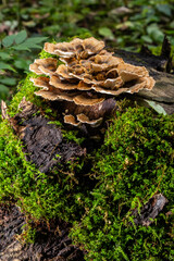 Gloeophyllum sepiarium mushroom on the tree into the forest. Rusty gilled polypore