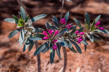 A view of oleander flowers blooming on the summit of Mount Nebo, Jordan in summertime