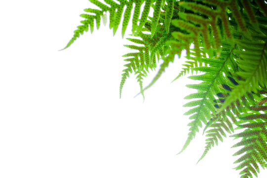 Sword Fern