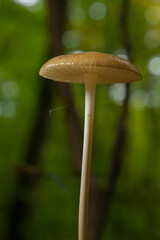 Edible mushroom Hymenopellis radicata or Xerula radicata on a mountain meadow. Known as deep root mushroom or rooting shank. Wild mushroom growing in the grass