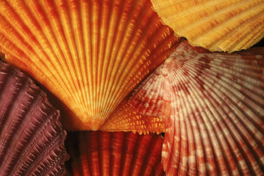 Close-up of seashells.