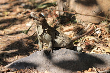 iguana at mud spring