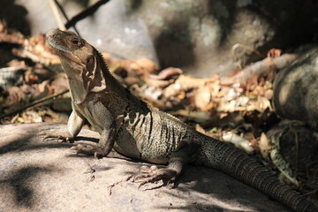 iguana at mud spring