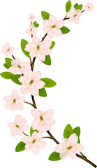 Blooming branch with pink spring blossom.