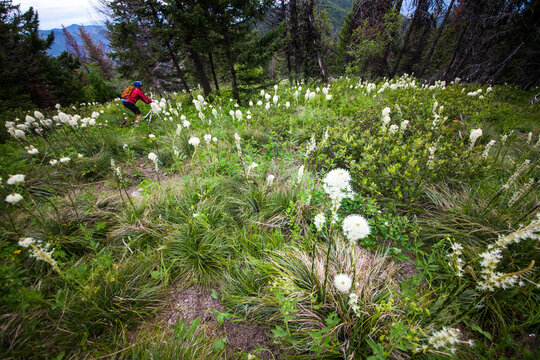 A woman mountin biking through Bear Grass in the Rattlesnake Mountains, near Missoula, Montana.
