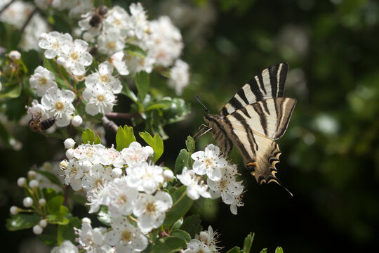 A butterfly licks on a white flower in Prado del Rey, Sierra de Cadiz, Andalusia, Spain