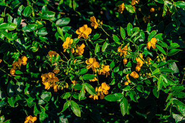 yellow flowers in the garden