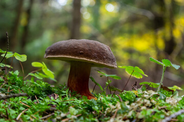 Neoboletus luridiformis known as Boletus luridiformis - edible mushroom. Fungus in the natural environment