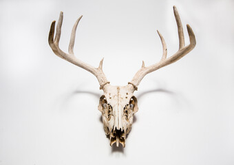 Deer skull hanging on white wall, Colorado, USA