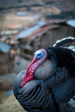 A colorful turkey stands before its home.