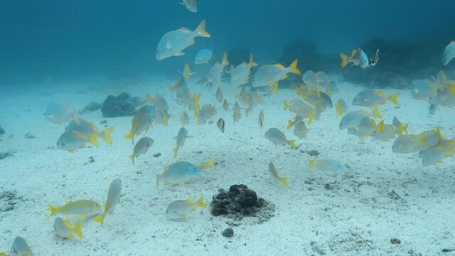 School of beautiful colorful fish swimming over sandy ocean floor.