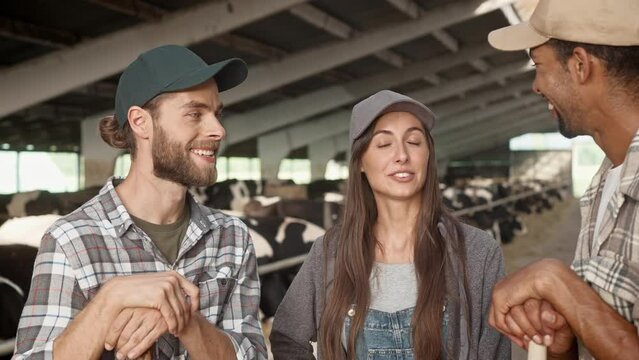 Close up of mixed-race cheerful young people farmers standing in cowshed and laughing while speaking. Happy woman chatting with men colleagues at animal farm. Cows in stall on background, livestock