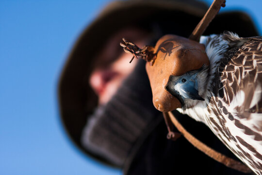 A Hooded Falcon Waits For His Trainer To Loose Him