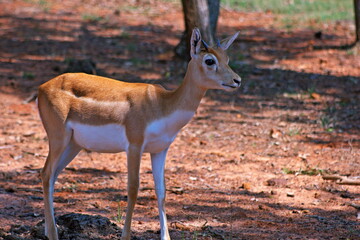 Immature Antelope In A Field
