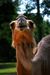 Semi Close Up Of Camel