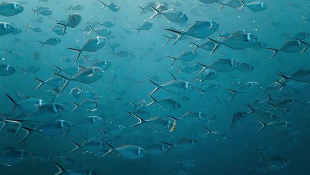 Beautiful shot of a dense school of steel pompano fish.