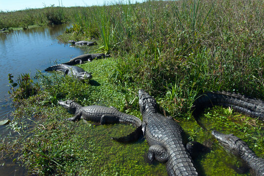 A group of caiman (caiman yacare) or