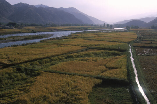 Lush rice fields sit ready for harvesting near Dowshi in Baghlan Province, Afghanistan