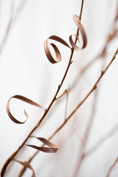 Curled leaves of a shrub growing on the shore of the Truckee River near Reno, Nevada.