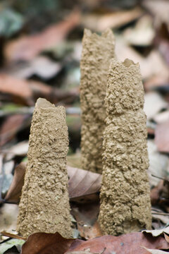 Mud tubes built by cicadas, Manu National Park, Peru.