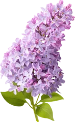 Fototapeten Lila Branch of lilac flowers isolated. Lilac flowers.  © Tatyana Sidyukova