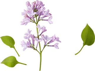 Branch of lilac flowers isolated. Lilac flowers with leaves.