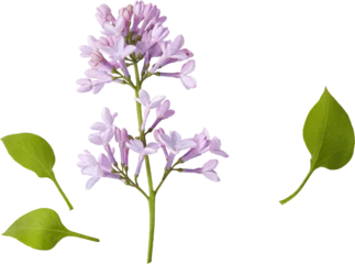 Foto op Plexiglas Branch of lilac flowers isolated. Lilac flowers with leaves. © Tatyana Sidyukova