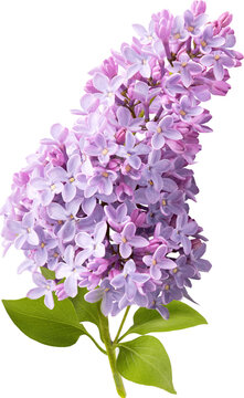 Branch of lilac flowers isolated. Lilac flowers.