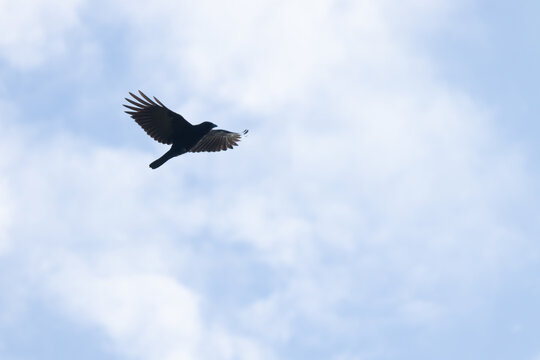I really love this picture of this black crow flying through the sky. This to me is a picture of freedom and relaxation as this beautiful bird soars through the air. This avian has his wings out.