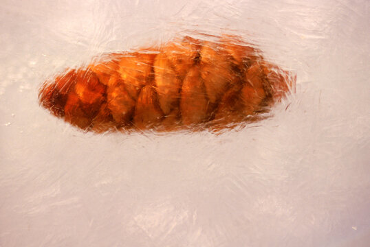 Pine cone trapped in ice, Maine, USA.