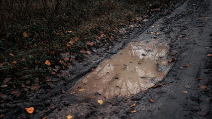 Reflection of trees in a muddy puddle