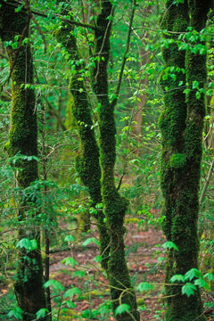 Moss covered tree trunks add to the lush forest  lining the banks of tthe Middle Prong of the Little River in Great Smoky Mountains National Park, Tennessee