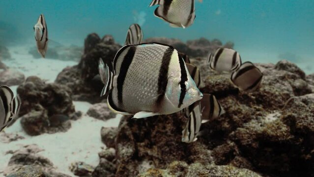 Wonderful Three banded butterflyfish gathered above brown coral.
